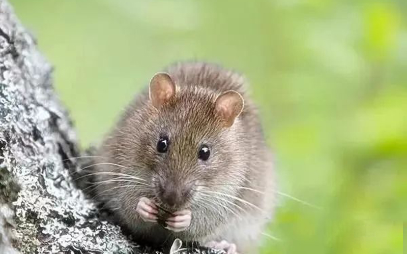 专业灭鼠公司为你科普：安全灭鼠小妙招